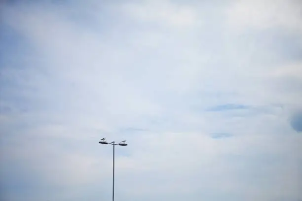 Three seagulls perched on a lighthouse in Howth Harbor in Ireland.