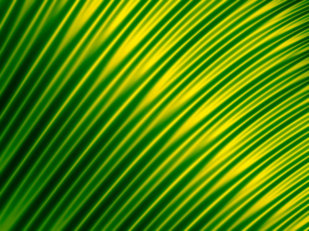Green Gold Ombre Wave Pattern Metallic Christmas St. Patrick's Day Background Abstract Leaf Vein Satin LED Fluorescent Neon Green Lime Yellow Light Gradient Wavy Squiggle Geometric Shape Texture Tilt Parallel Iridescent Holographic Foil Fractal Fine Art Design template for presentation, flyer, card, poster, brochure, banner oro verde ombre wave pattern metallic christmas st. patrick's day background abstracto leaf vein satin led fluorescent neon green lime yellow light gradient wavey squiggle brass texture tilt parallel iridiscente holographic foil fractal fine art