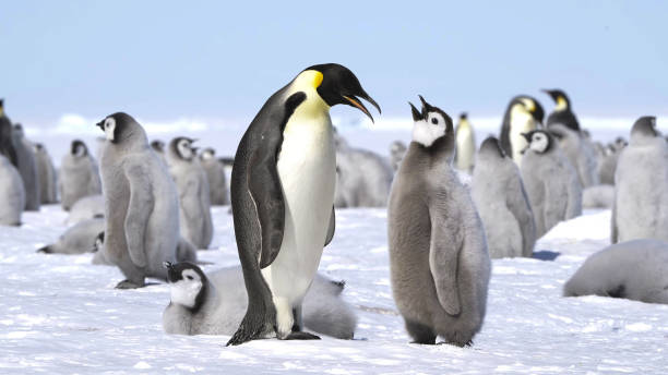 il pinguino imperatore (aptenodytes forsteri) - sphenisciformes foto e immagini stock