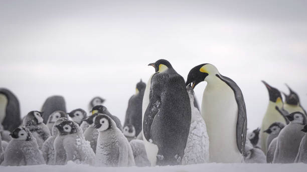 il pinguino imperatore (aptenodytes forsteri) - sphenisciformes foto e immagini stock