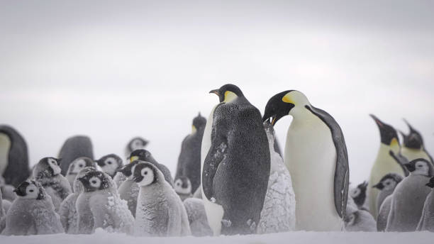o pinguim-imperador (aptenodytes forsteri) - sphenisciformes - fotografias e filmes do acervo