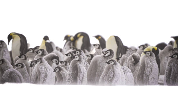 o pinguim-imperador (aptenodytes forsteri) - sphenisciformes - fotografias e filmes do acervo