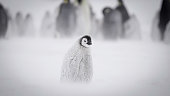 The emperor penguin (Aptenodytes forsteri)