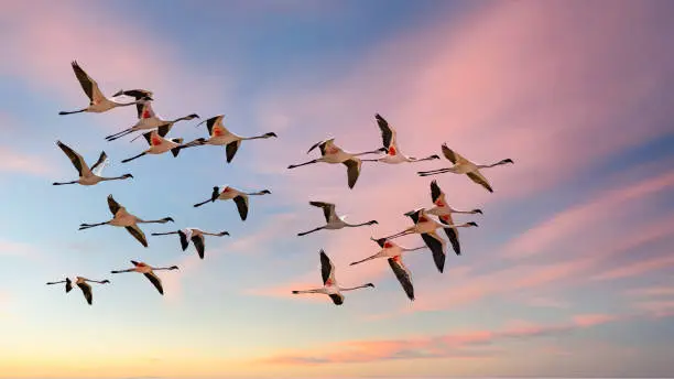 Photo of Flock of pink flamingos flying