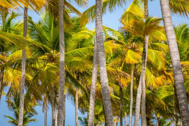 Photo of Caribbean tropical palm trees in Saona island, Punta Cana, Dominican Republic