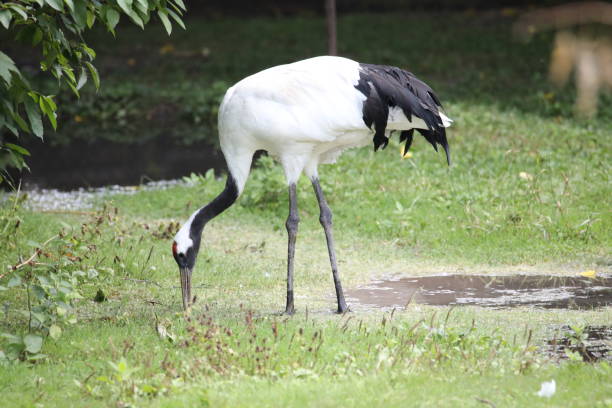 istock Heron Finds a Meal 1475922958