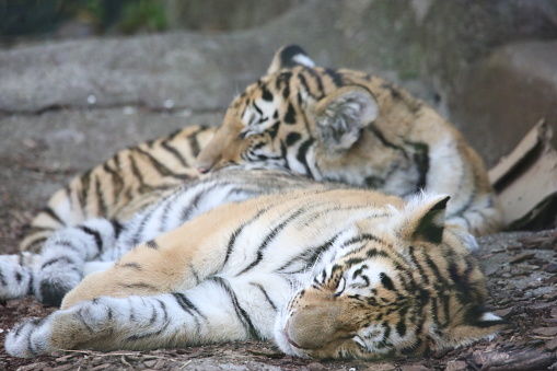 Tigers laying down in the cold dirt and leaves to cool off from a hot day