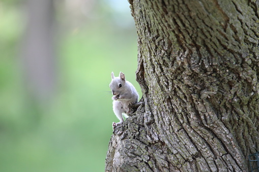 Squirrels are members of the family Sciuridae, a family that includes small or medium-size rodents. \n The squirrel family includes tree squirrels, ground squirrels, chipmunks, marmots, flying squirrels, \n and prairie dogs amongst other rodents