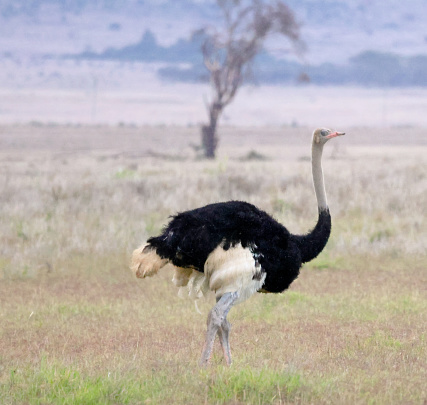 Male Ostrich, photographed in the Lewa Wildlife Conservancy