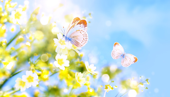 Two butterflies on yellow flowers on sunny nature spring background. Summer scene with butterfly and branch with yellow flower in rays of sunlight. A picturesque photo with a soft focus