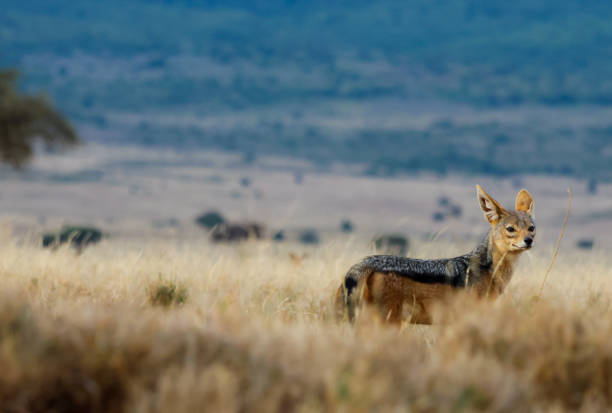 Silver-Backed Jackal Silver-Backed Jackal, photographed in the Lewa Wildlife Conservancy jackals stock pictures, royalty-free photos & images