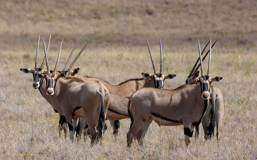 Group of Oryx, photographed in the Lewa Wildlife Conservancy