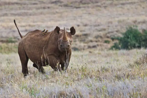 Photo of Rhinoceros Playing in Grassy Field