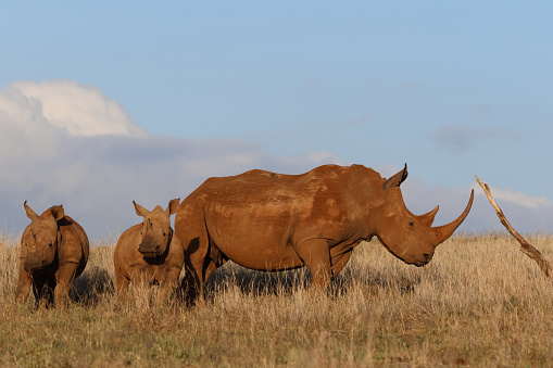 White Rhino with Two Calfs, photographed in the Lewa Wildlife Conservancy