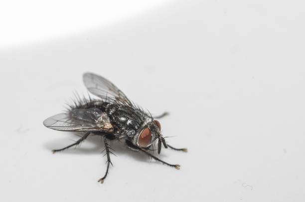 istock Specimen of domestic fly in the foreground 1475926054