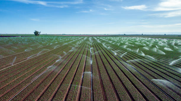 istock Crops Being Watered in South Eastern California During Drought Conditions 1475929825