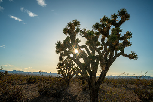 The Joshua Tree is an iconic desert plant with a distinctive silhouette. Its tall, straight trunk and branching arms covered in spiky green leaves create a striking pattern against the colorful sky as the sun sets. The tree's shape is a symbol of resilience and endurance in the harsh desert environment, and its silhouette remains visible against the sand long after darkness falls.