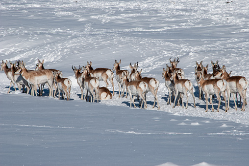 A herd of pronghorn antelope move across a snowy landscape in March.