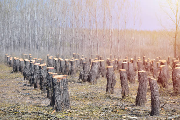 témoin de la destruction : la déforestation et son impact sur l’équilibre naturel - monoculture photos et images de collection