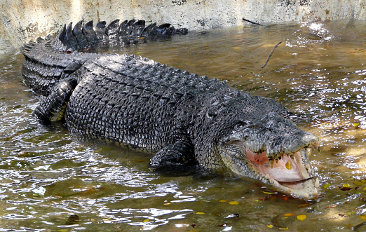 Giant Lolong Crocodile in Davao, Mindanao - Philippines