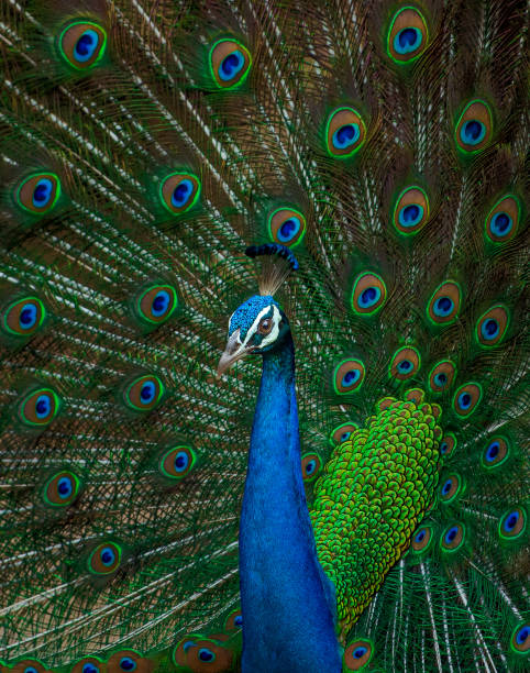 istock National Bird of India 1475937962