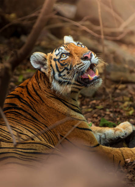 tiger under the ray of hope - jim corbett national park 個照片及圖片檔