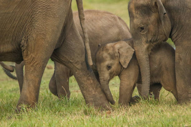 istock Srilankan baby Elephant with family 1475938139