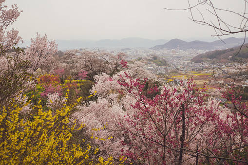 Cherry-blossom trees (Sakura) and Beautiful multicolor flowering trees at Hanamiyama (Mountain of flowers) park and Fukushima cityscape, in Fukushima, Tohoku area, Japan