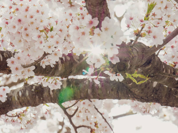 istock branches of blossoming cherry against background 1475939090