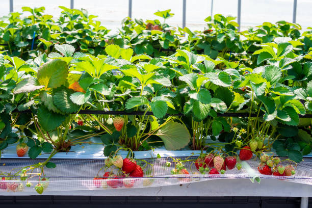 fraises dans la ferme de fraises - hydroponics strawberry farm homegrown produce photos et images de collection