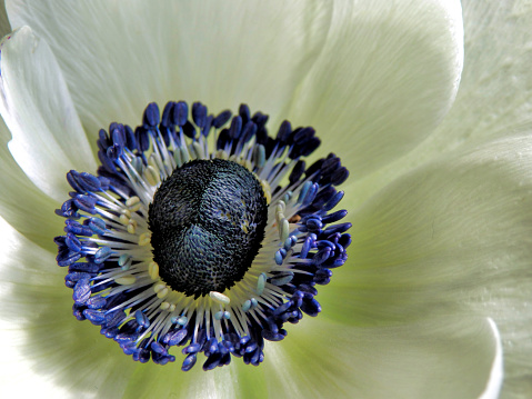 Close up of the centre of the Anemone Mistral Panda