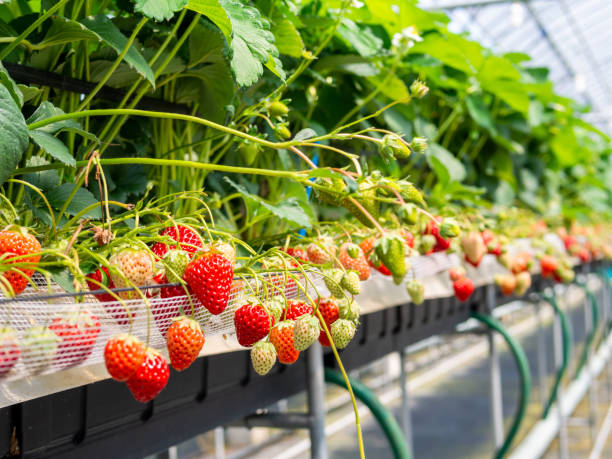 erdbeeren in der erdbeerfarm - hydroponics strawberry farm homegrown produce stock-fotos und bilder