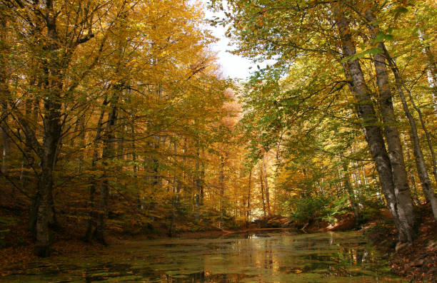 istock Yedigoller National Park - Bolu 1475940278