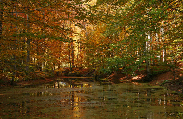 istock Yedigoller National Park - Bolu 1475941139