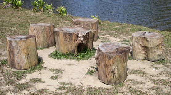 Stumps or wooden log as a chair a place for sitting and relax near the lake.