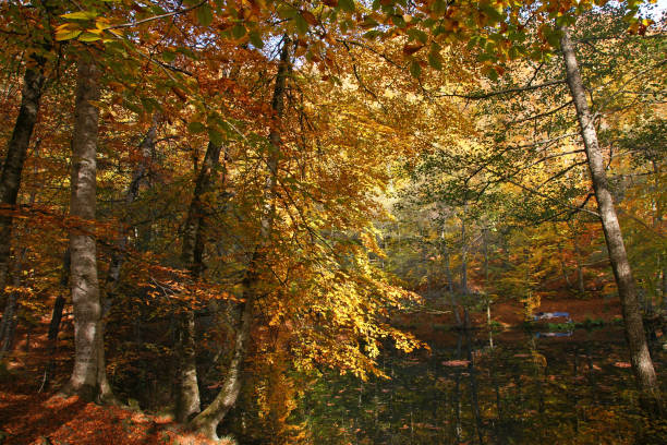istock Yedigoller National Park - Bolu 1475945655