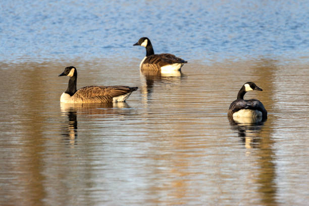 istock Canada Geese Morning Sun 1475947604