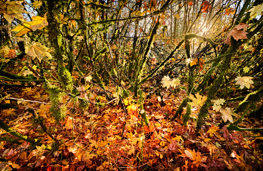 Damp woods on an Autumn morning in Washington -leaves, moss and branches lit up by the sun