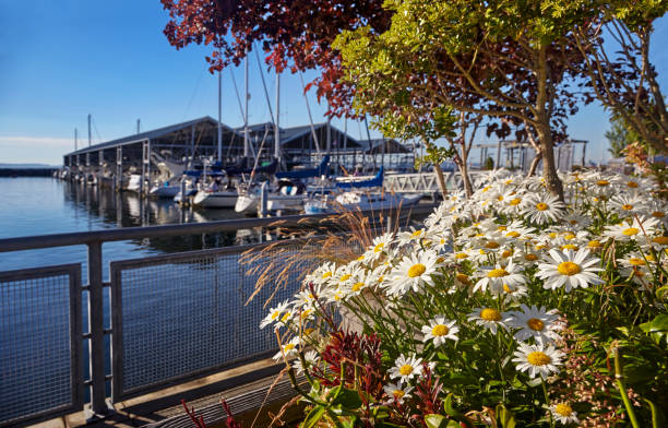 Edmonds waterfront in Summer Evening sun on the marina and flowers along the Port of Edmonds waterfront, Washington edmonds stock pictures, royalty-free photos & images