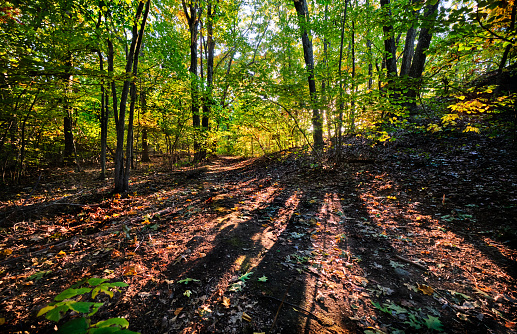 Leaf strewn path winds through the Needham Town Forest on a sunny Autumn afternoon