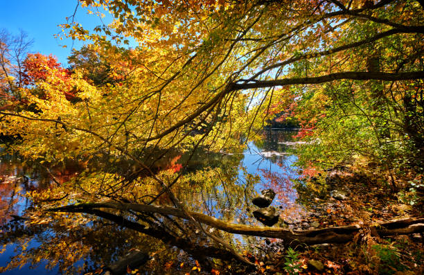 istock Under the trees overhanging the Charles 1475949738