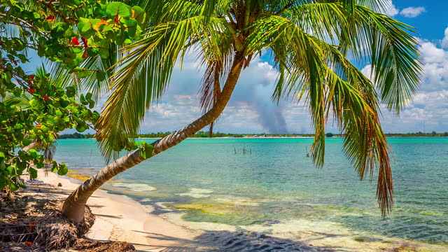 Palm tree on tropical beach in Cuba
