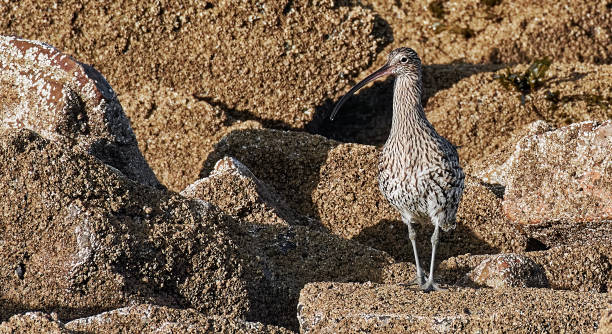 Curlew Curlews are one of the most ancient lineages of scolopacid waders, together with the godwits. numenius americanus stock pictures, royalty-free photos & images