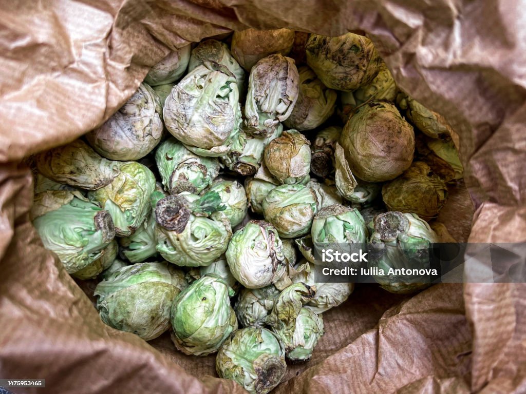 Date Rotten Spoiled Rotten Spoiled Withered Brussels Sprouts Stock Photo - Download Image ...
