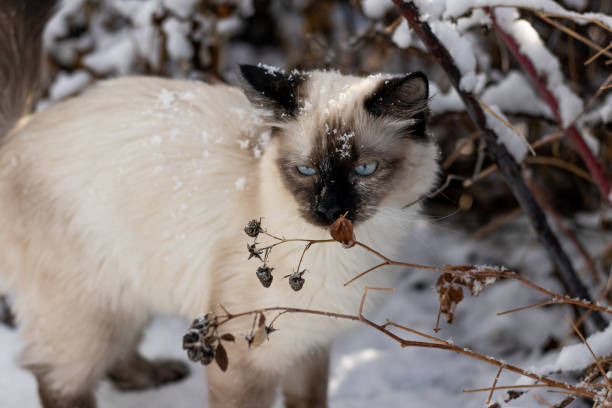 istock Siamese Ragdoll Cat Outside in Snow Backyard Raspberry Bushes Curious 1475957015