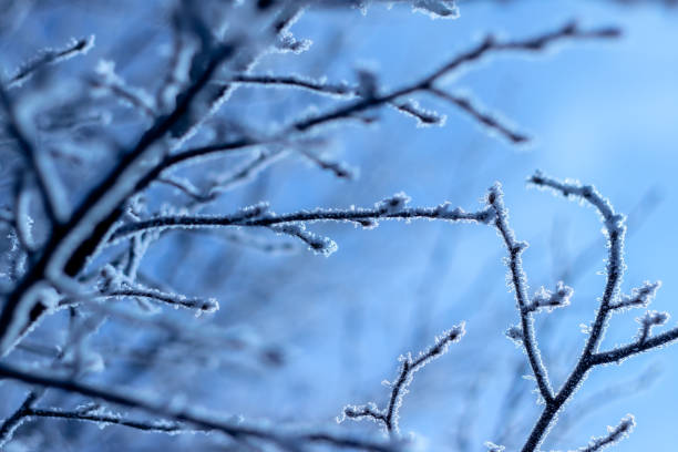 istock Blue Ice Snow Image Outside Cold Sky Branches Tree Frost Close Up 1475957048