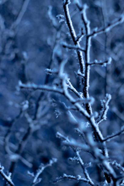 istock Blue Ice Snow Image Outside Cold Sky Branches Tree Frost Dark Close Up 1475957060