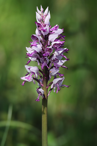A beautiful wild orchid in Germany: the military orchid.