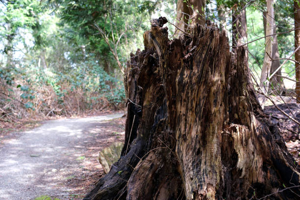 istock Tree stump in a bright and green coniferous forest Old tree stump covered with moss in the coniferous forest, beautiful landscape 1475959675