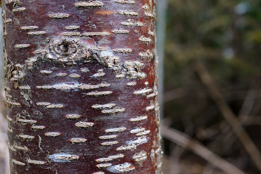 Striped Bark of Prunus serial x serrulata Tree, or the Japanese and Tibetan Cherry. Pin Cherry. High quality